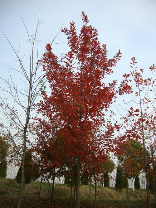 中山红 美国彩树红橡 大量供应苗木成树